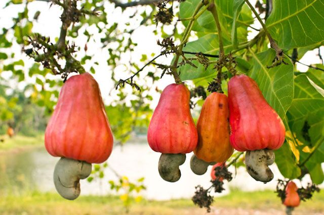 A Holistic Market System Approach To the Cashew Industry
