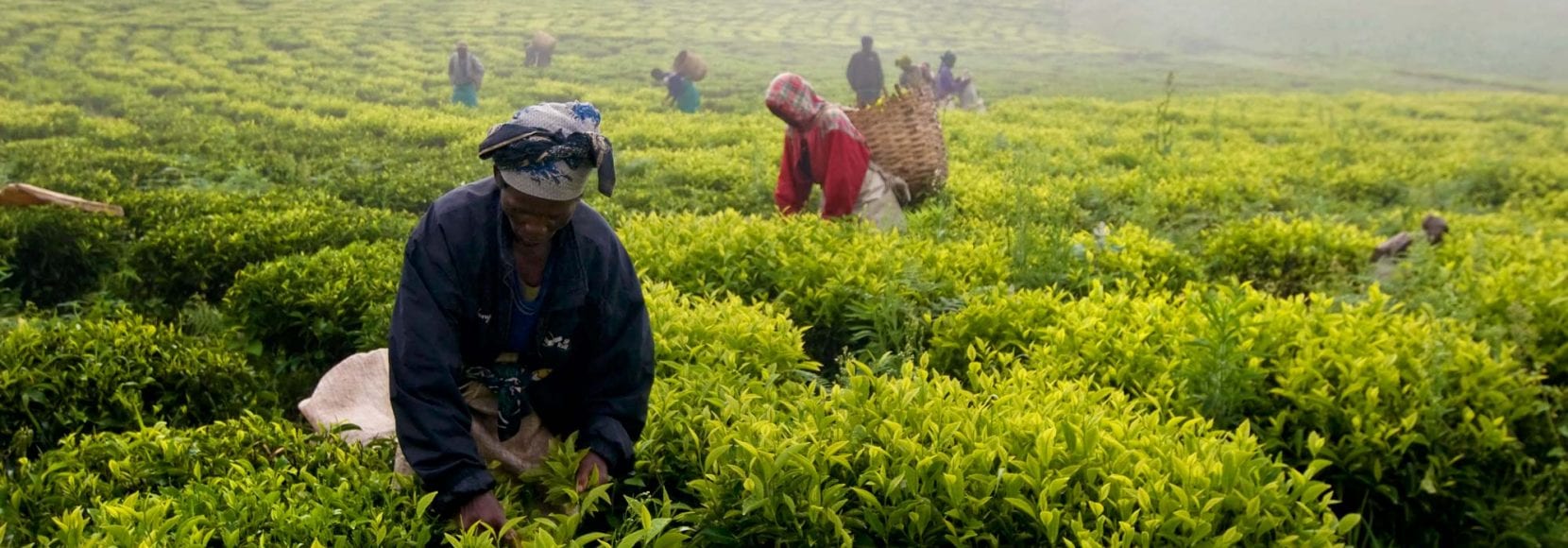 Vast farmland in Tanzania