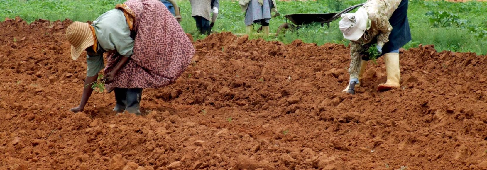 farmers getting ground prepared for planting in south africa