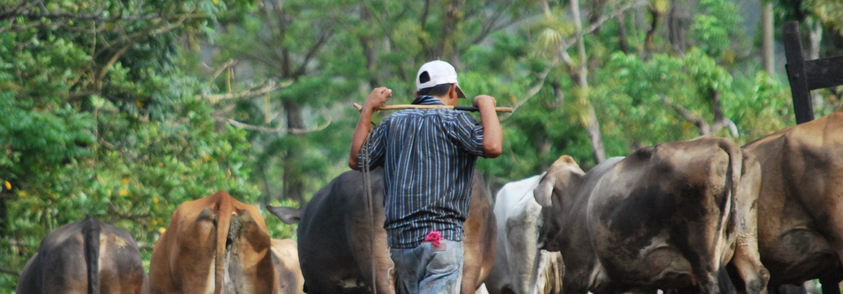 A farmer herds his cattle
