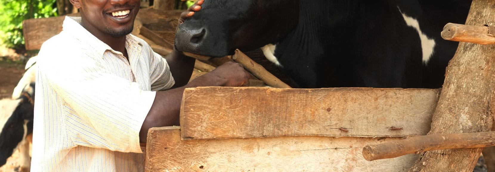Man smiling next to his cow