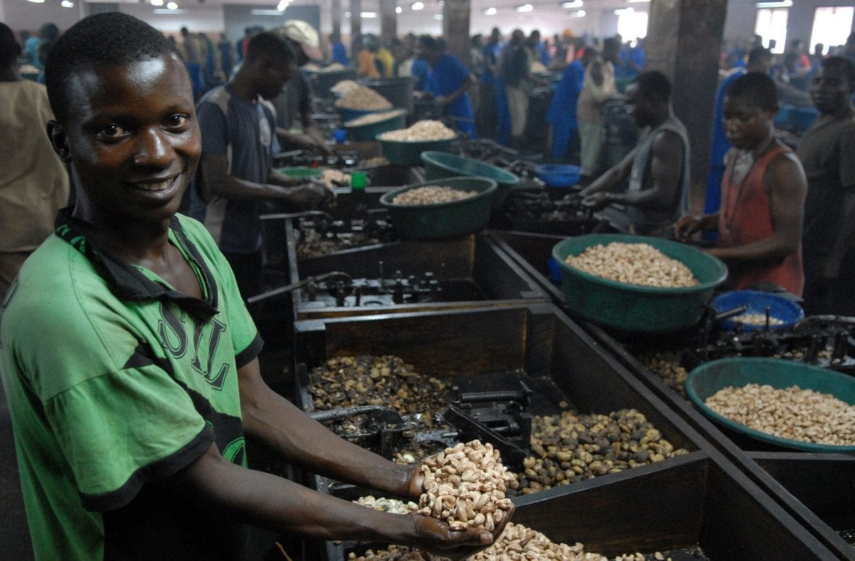 Smallholder Cashew Farming Helps Reduce Poverty TechnoServe