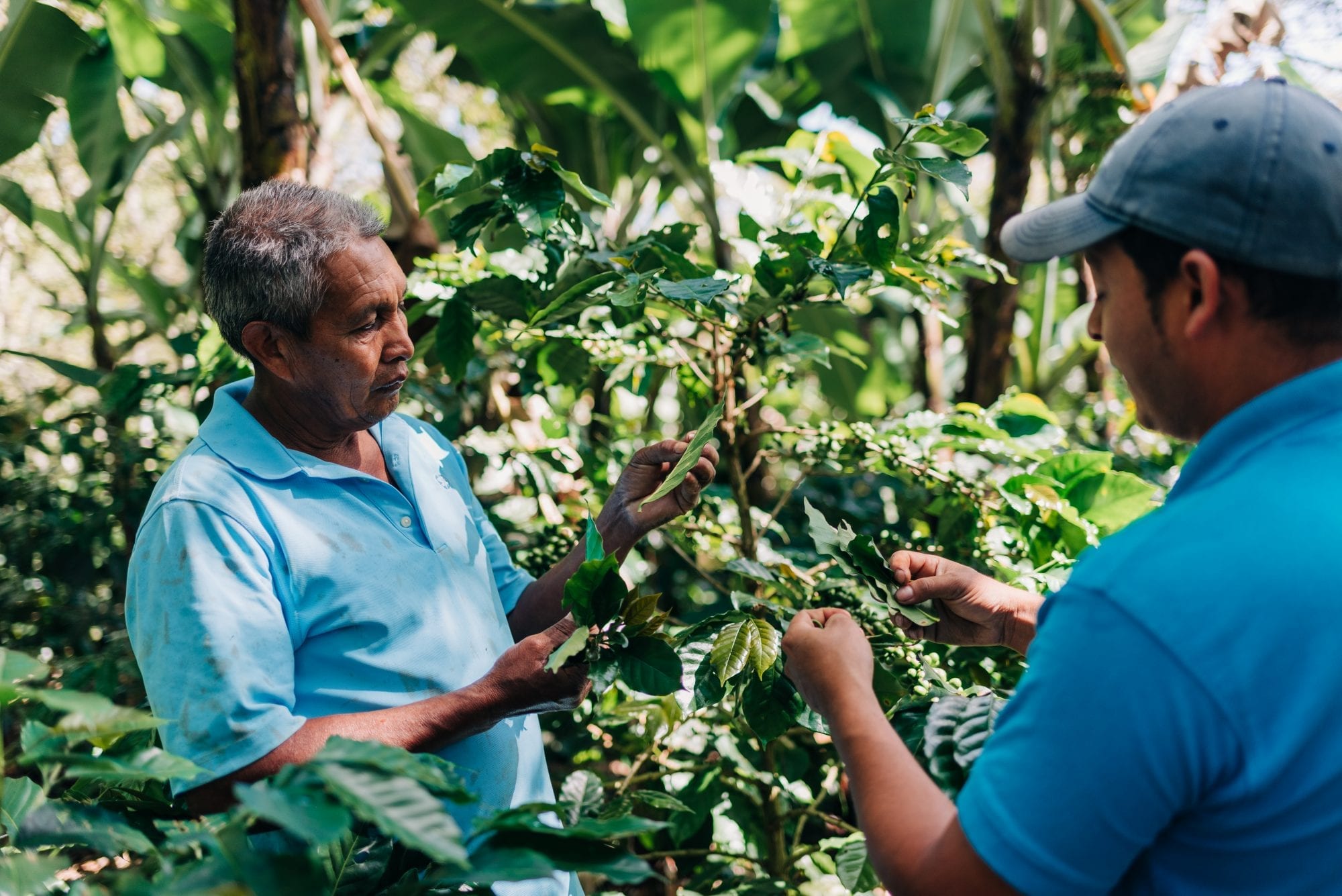 In Honduras, Opportunity Grows on Coffee Trees - TechnoServe