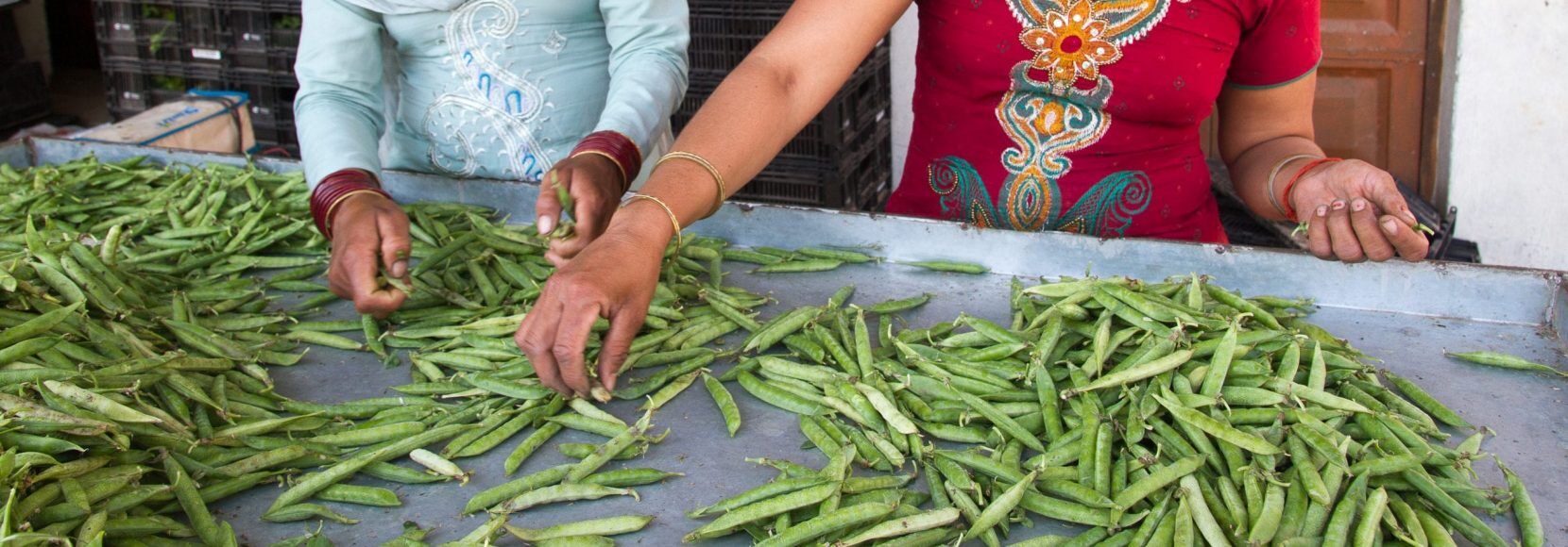 Women sort peas at a TechnoServe vegetable collection center in India