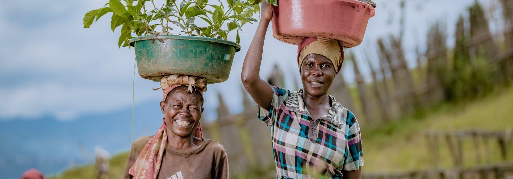 Coffee farmers receive subsidized seedlings through the Rwanda INC project's seedling distribution initiative. Photo by Robz Solutions Ltd. for TechnoServe.