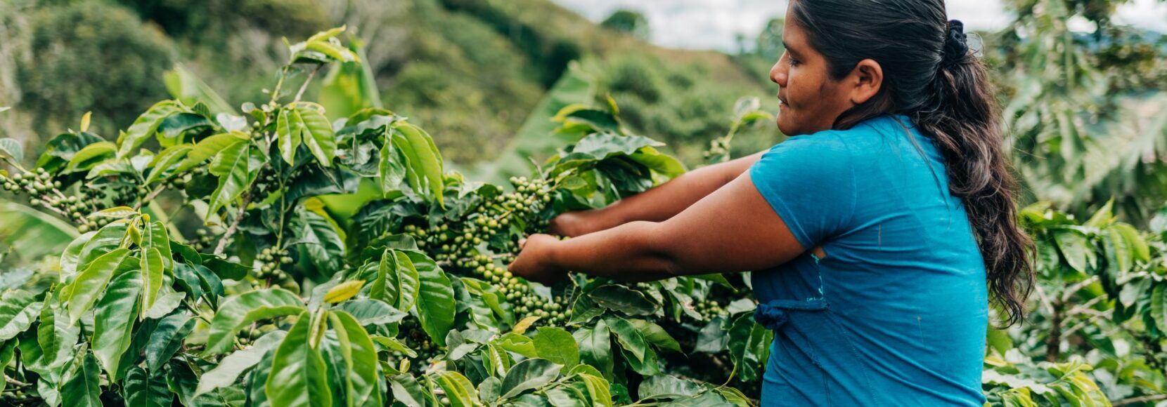 Reyna Garcia is a successful coffee farmer in the MAS 2.0 program. Coffee farmers in the MAS+ program in Honduras. Part of TechnoServe's June news quiz.