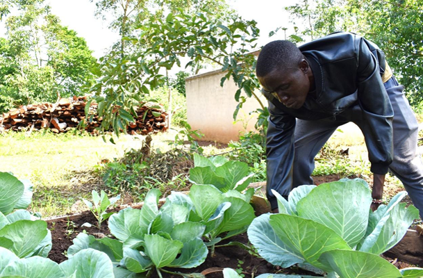 A man inspects a garden of green cabbage plants outdoors, with firewood and a building in the background.