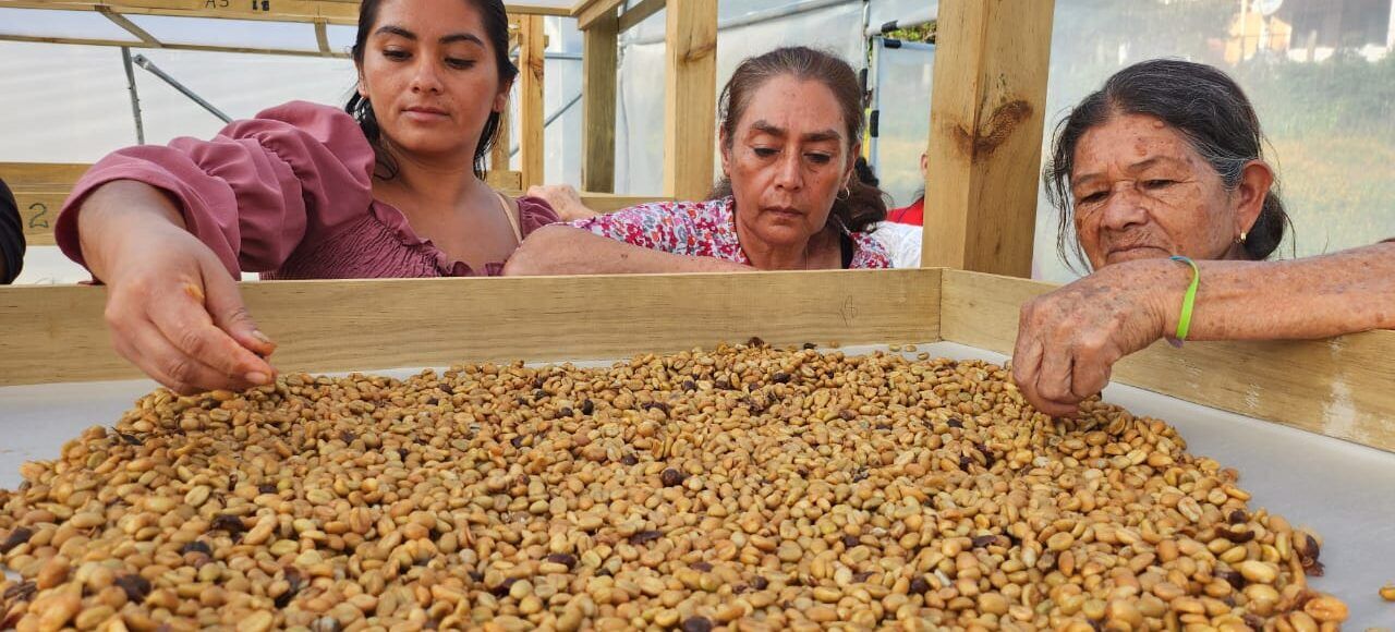 Women from La Brea village, Jutiapa, Guatemala, inspect drying coffee. (TechnoServe / Cristina Molina Hernández)