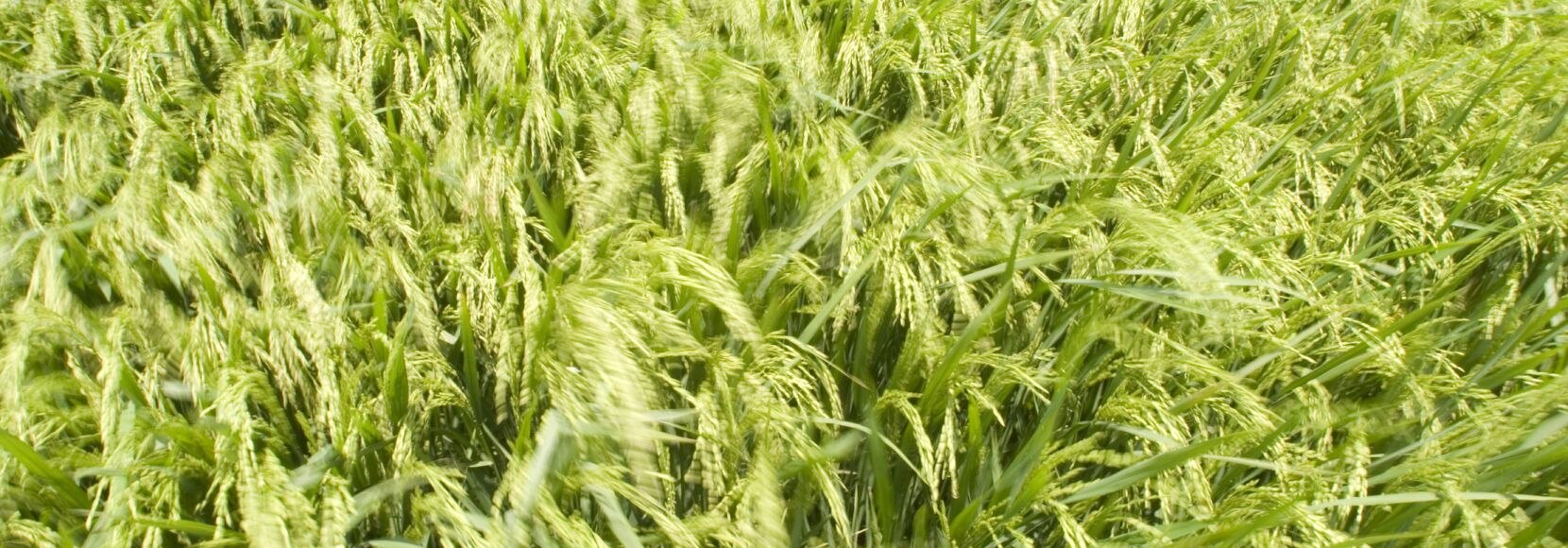 Promoting Rice Fortification in Nigeria (PRiFN) Project - TechnoServe