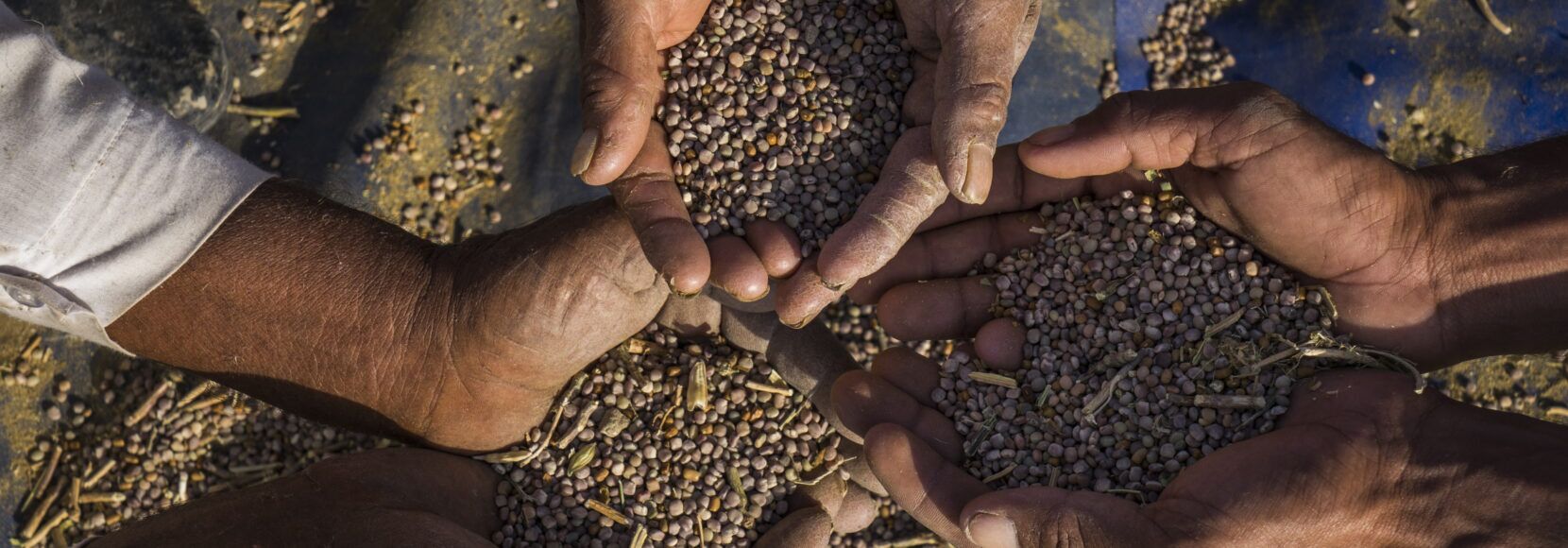 Close-up of farmers’ hands holding and sharing guar seeds during harvest.
